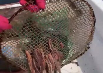 Il Vermocane: Una Minaccia nei Mari del Mediterraneo