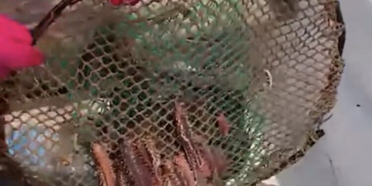 Il Vermocane: Una Minaccia nei Mari del Mediterraneo