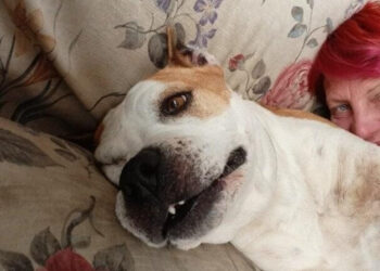 Marcianise, Canile Sanitario a Rischio Chiusura: Volontari Lanciano Petizione per salvarlo “Comune ci affidi il bene”