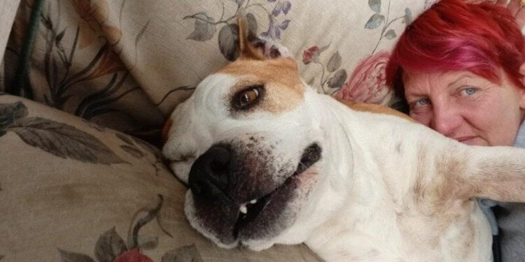 Marcianise, Canile Sanitario a Rischio Chiusura: Volontari Lanciano Petizione per salvarlo “Comune ci affidi il bene”