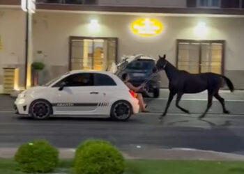 Marano: cavallo trainato da un’auto, scoppia l’indignazione. Borrelli: “atto di maltrattamento e guida pericolosa”
