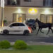 Marano: cavallo trainato da un’auto, scoppia l’indignazione. Borrelli: “atto di maltrattamento e guida pericolosa”