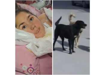 Blitz dei Carabinieri su segnalazione di Pino Grazioli in un rifugio per cani: sequestrati numerosi animali