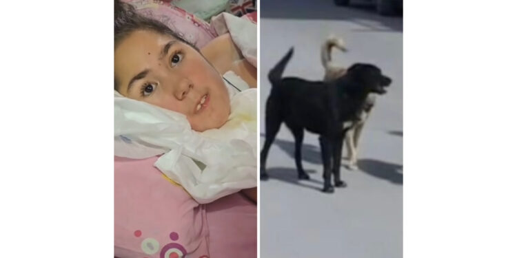 Blitz dei Carabinieri su segnalazione di Pino Grazioli in un rifugio per cani: sequestrati numerosi animali