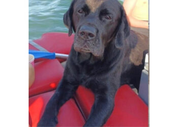 L’incredibile avventura  di Ziggy: labrador ritrovato dop ore di nuoto al largo di Pellestrina