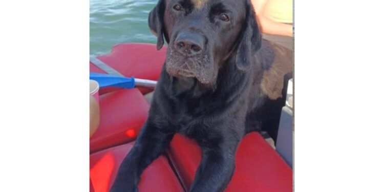 L’incredibile avventura di Ziggy: labrador ritrovato dop ore di nuoto al largo di Pellestrina