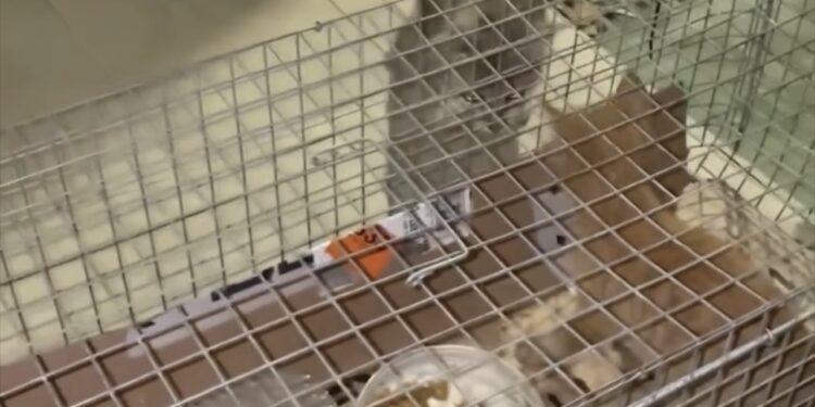 L’odissea  di un gatto rifugiatosi nel vano motore di un’auto e salvato da due volontarie