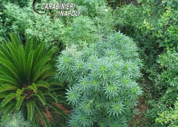 ERCOLANO: Droga, 2 denunce e un sequestro. I controlli dei Carabinieri