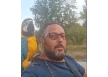 Accuse e incoerenze: l’Uomo denunciato  da Pino Grazioli per diffamazione gira senza regole in motorino