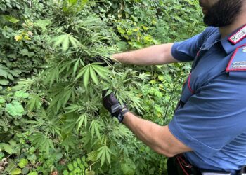 Caivano: scoperta piantagione di cannabis a pochi passi dal centro, 31 chili sequestrati dai Carabinieri