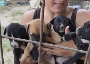 Pino Grazioli in visita al rifugio per cani di Varcaturo: urgente bisogno di acqua potabile