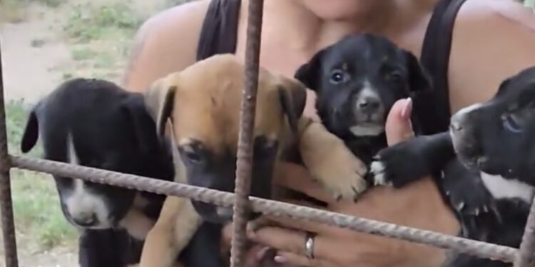 Pino Grazioli in visita al rifugio per cani di Varcaturo: urgente bisogno di acqua potabile