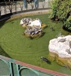 Napoli, lanciano per gioco tartaruga dal belvedere della Villa Floridiana