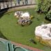 Napoli, lanciano per gioco tartaruga dal belvedere della Villa Floridiana