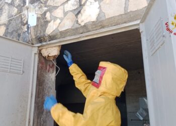 Intervento dei Vigili del Fuoco in provincia di Avellino  per la bonifica  di un nido di calabroni