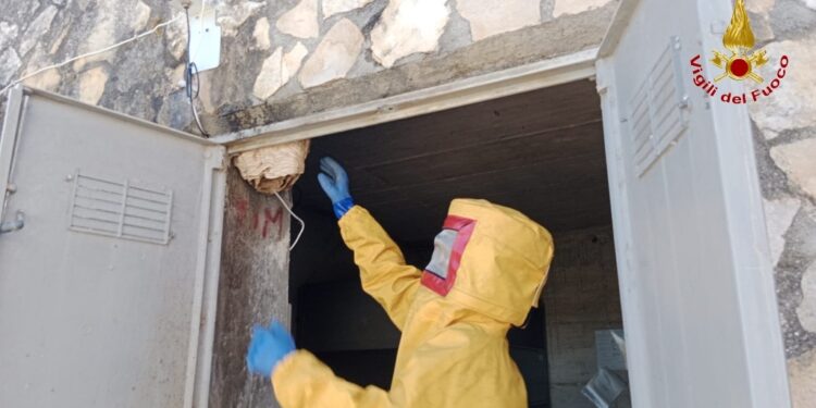 Intervento dei Vigili del Fuoco in provincia di Avellino  per la bonifica  di un nido di calabroni