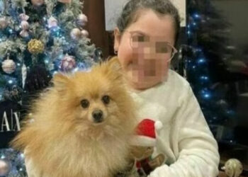 Ritrovato Maui, lo Spitz rubato ad Acerra: “Siamo ladri, ma onesti”