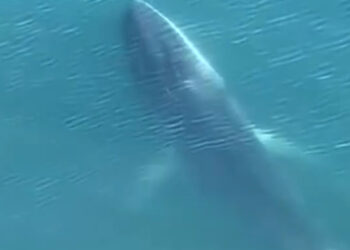 Avvistate due balenottere comuni nel mare di Castellammare di Stabia