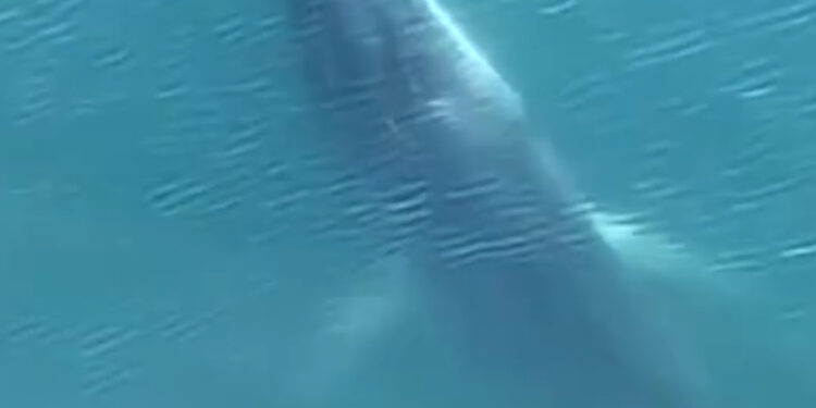 Avvistate due balenottere comuni nel mare di Castellammare di Stabia