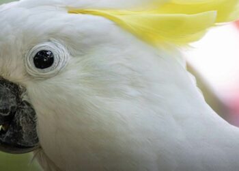 Sydney, cacatua chiuso per un mese in un supermercato: sopravvive solo con brioches