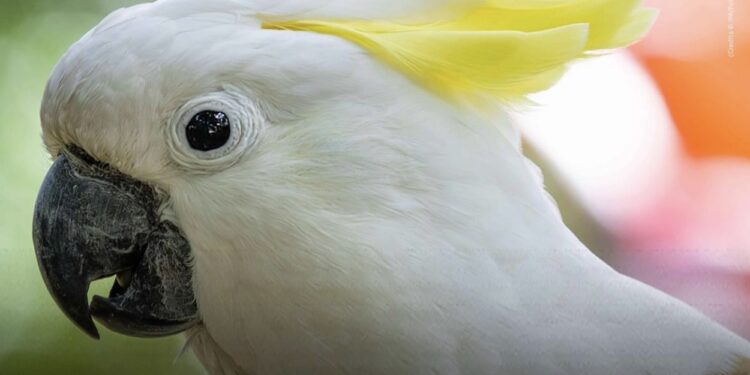 Sydney, cacatua chiuso per un mese in un supermercato: sopravvive solo con brioches