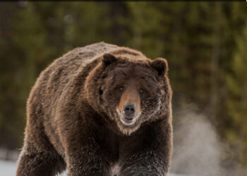 Morta l’orsa grizzly più famosa al mondo: investita in Wyoming