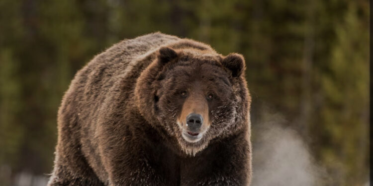 Morta l’orsa grizzly più famosa al mondo: investita in Wyoming