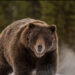 Morta l’orsa grizzly più famosa al mondo: investita in Wyoming