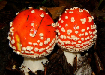 Scambia fungo velenoso per chiodino: 83enne muore dopo giorni di agonia