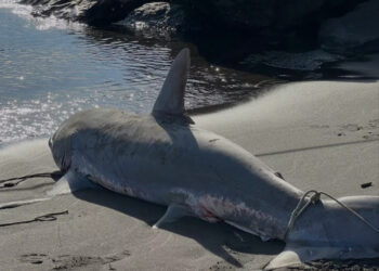 Due squali volpe trovati spiaggiati a Torre del Greco: indagini sulle cause della morte