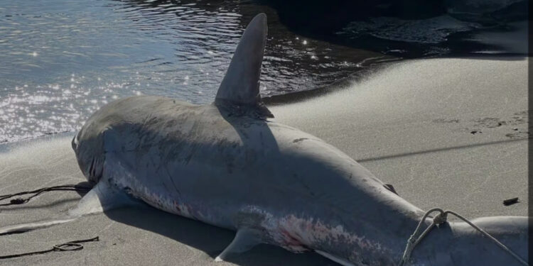 Due squali volpe trovati spiaggiati a Torre del Greco: indagini sulle cause della morte