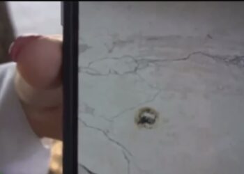 Sant’Antimo: scuola invasa da topi,  genitori protestano per condizioni igieniche precarie