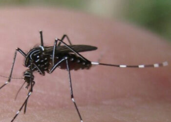 Il caso di malaria in Veneto: confermata l’origine non autoctona, le parole degli esperti