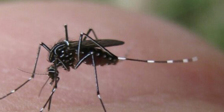 Il caso di malaria in Veneto: confermata l’origine non autoctona, le parole degli esperti