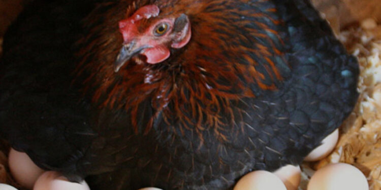 Scienza risolve il paradosso: l’uovo è nato prima della gallina