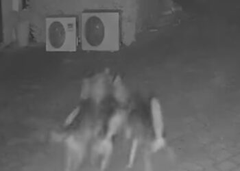 Lupi in Salento: allarme dopo l’attacco a un cane in giardino