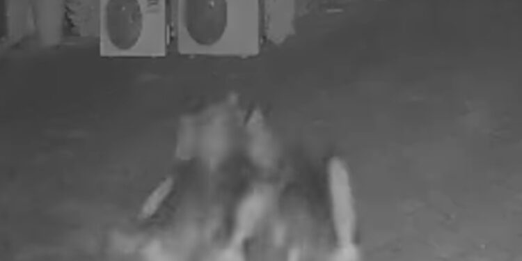 Lupi in Salento: allarme dopo l’attacco a un cane in giardino