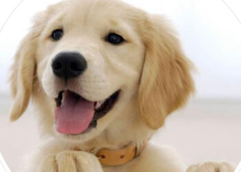 Uomo di 43 anni maltratta cagnolina e la getta sui binari: denunciato a Maddaloni