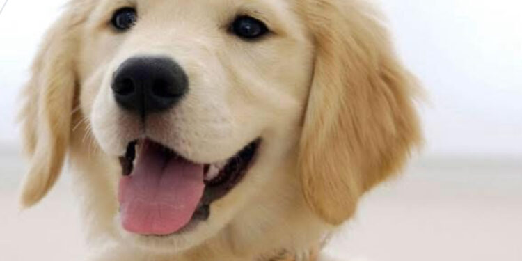 Uomo di 43 anni maltratta cagnolina e la getta sui binari: denunciato a Maddaloni