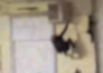 Vomero, ruba l’albero di Natale arrampicandosi sul balcone: incredulità tra i passanti