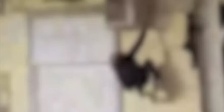 Vomero, ruba l’albero di Natale arrampicandosi sul balcone: incredulità tra i passanti