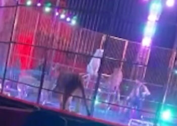 Flash mob contro il circo Orfei di Licola: protesta contro i maltrattamenti agli animali