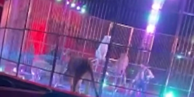 Flash mob contro il circo Orfei di Licola: protesta contro i maltrattamenti agli animali