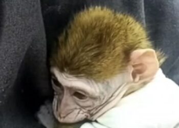 TikTok e il caso della scimmietta Maria: probabile vittima del commercio illegale di animali esotici