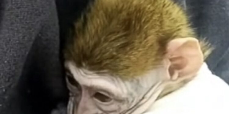 TikTok e il caso della scimmietta Maria: probabile vittima del commercio illegale di animali esotici