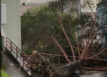 Uscito dal coma il 25enne ferito dall’albero caduto all’Università di Salerno