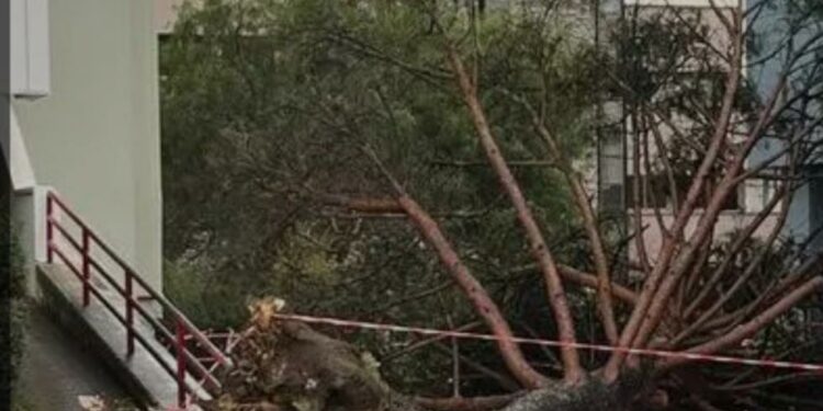 Uscito dal coma il 25enne ferito dall’albero caduto all’Università di Salerno