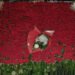 Mesagne, mistero e romanticismo: 2025 rose rosse per un amore segreto
