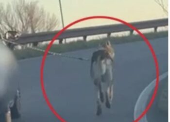 Carpi, Cane Lupo trascinato da un’auto in autostrada, indagini