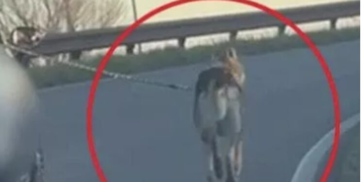 Carpi, Cane Lupo trascinato da un’auto in autostrada, indagini